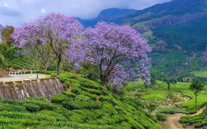 Munnar